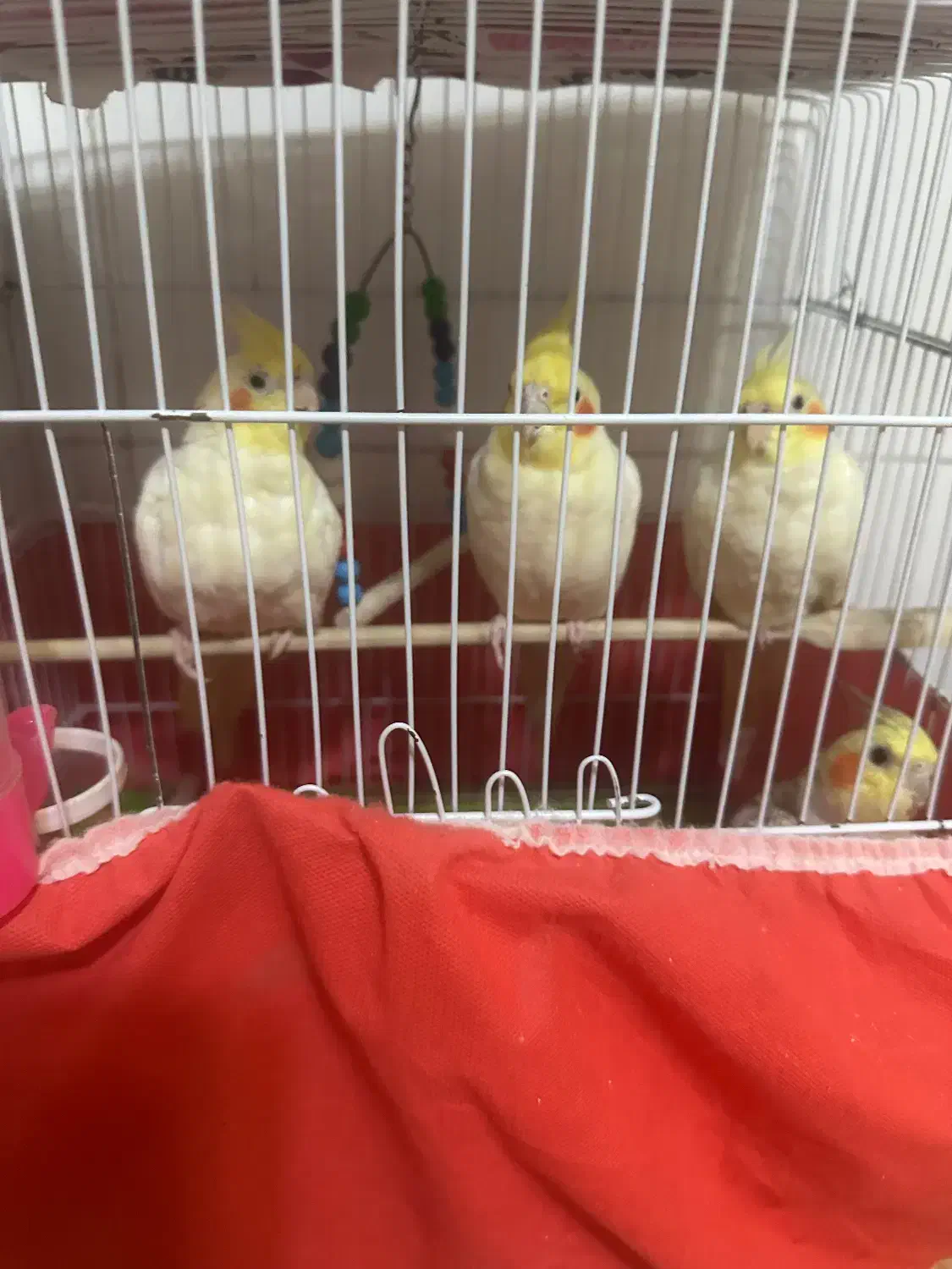 عروس هلندی|پرنده|مشگین شهر, |دیوار