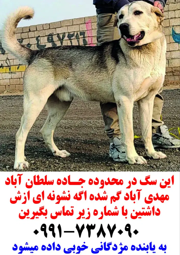 واگذاری|سگ|چهارباغ, |دیوار