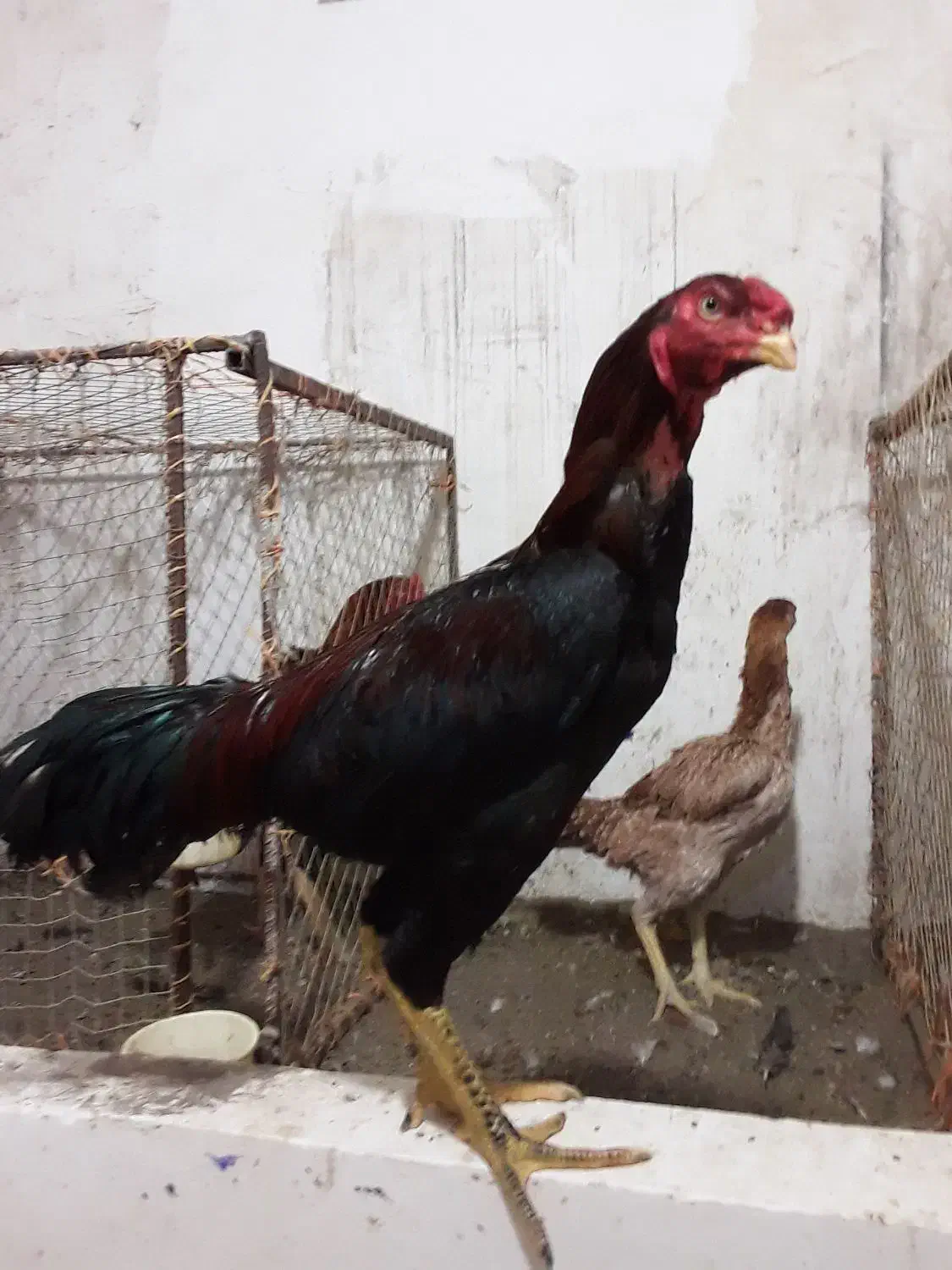 جوجه لاری|حیوانات مزرعه|رشت, لاکان شهر|دیوار