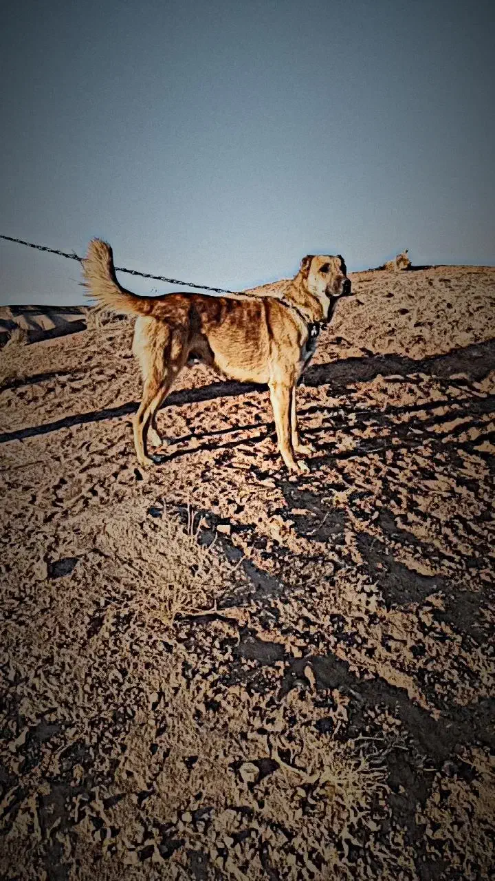 سگ گله|سگ|سبزوار, شرق کال شمالی|دیوار