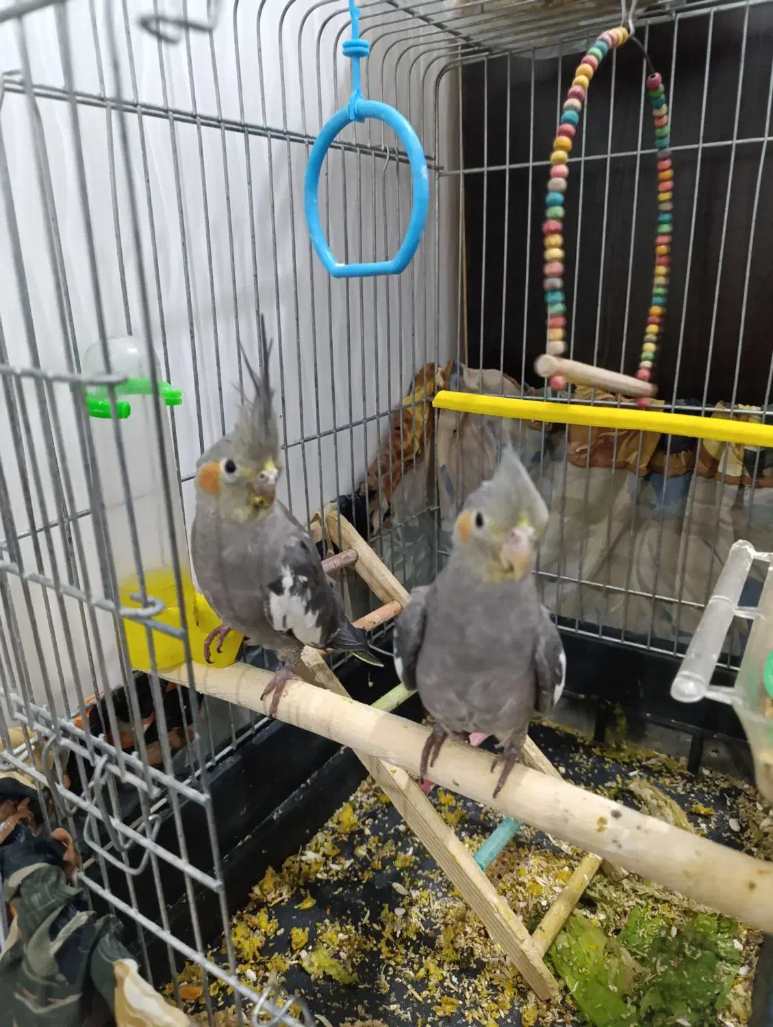 معاوضه نمیکنم|پرنده|قروه, |دیوار