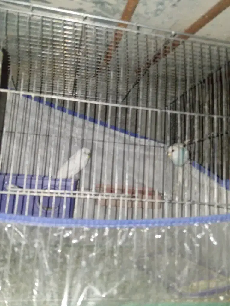 مرغ عشق جفت|پرنده|یاسوج, |دیوار