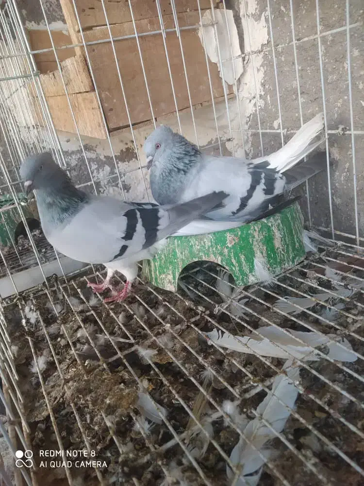 سبز دمب سفید نر و ماده|پرنده|گتوند, |دیوار