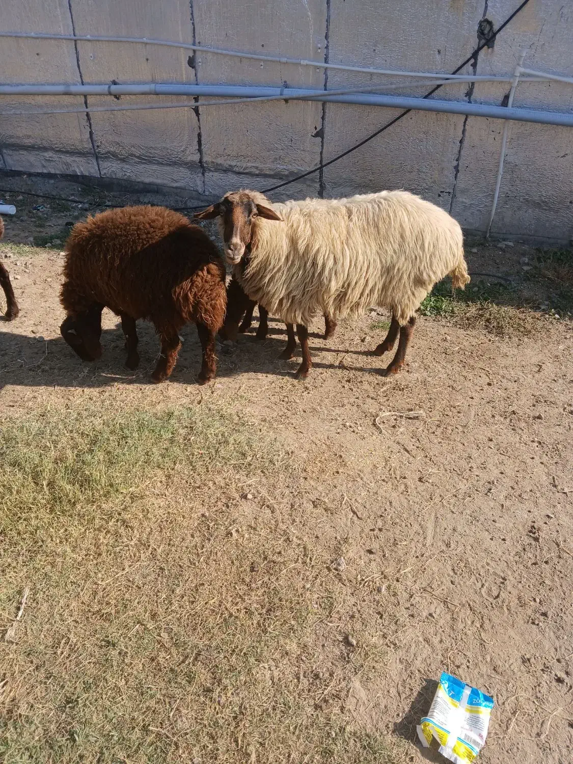 گوسفند|حیوانات مزرعه|سیمین شهر, |دیوار