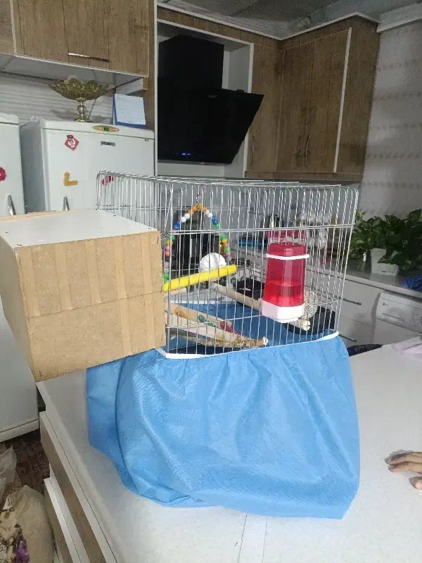 عروس هلندی|پرنده|اشتهارد, |دیوار