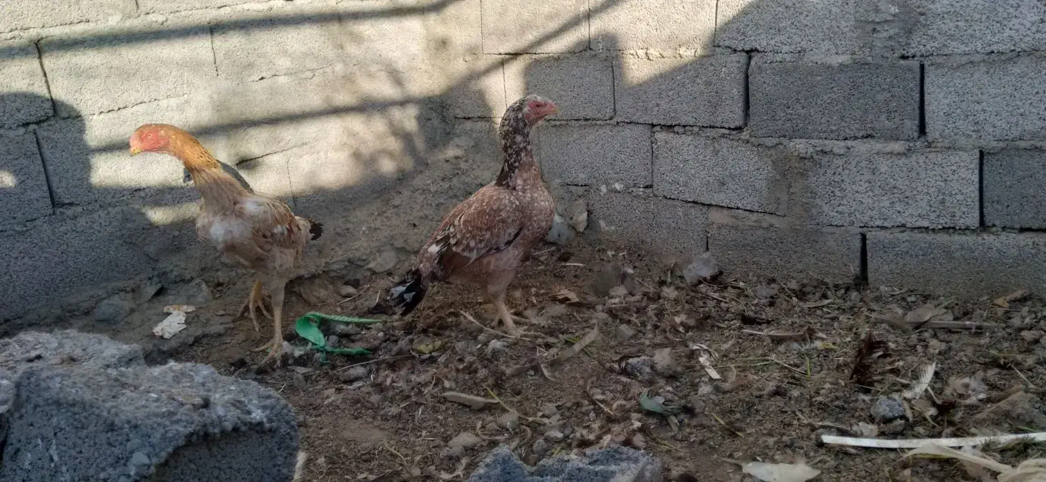 چهار تا مرغ تخم گذار|حیوانات مزرعه|خوی, |دیوار