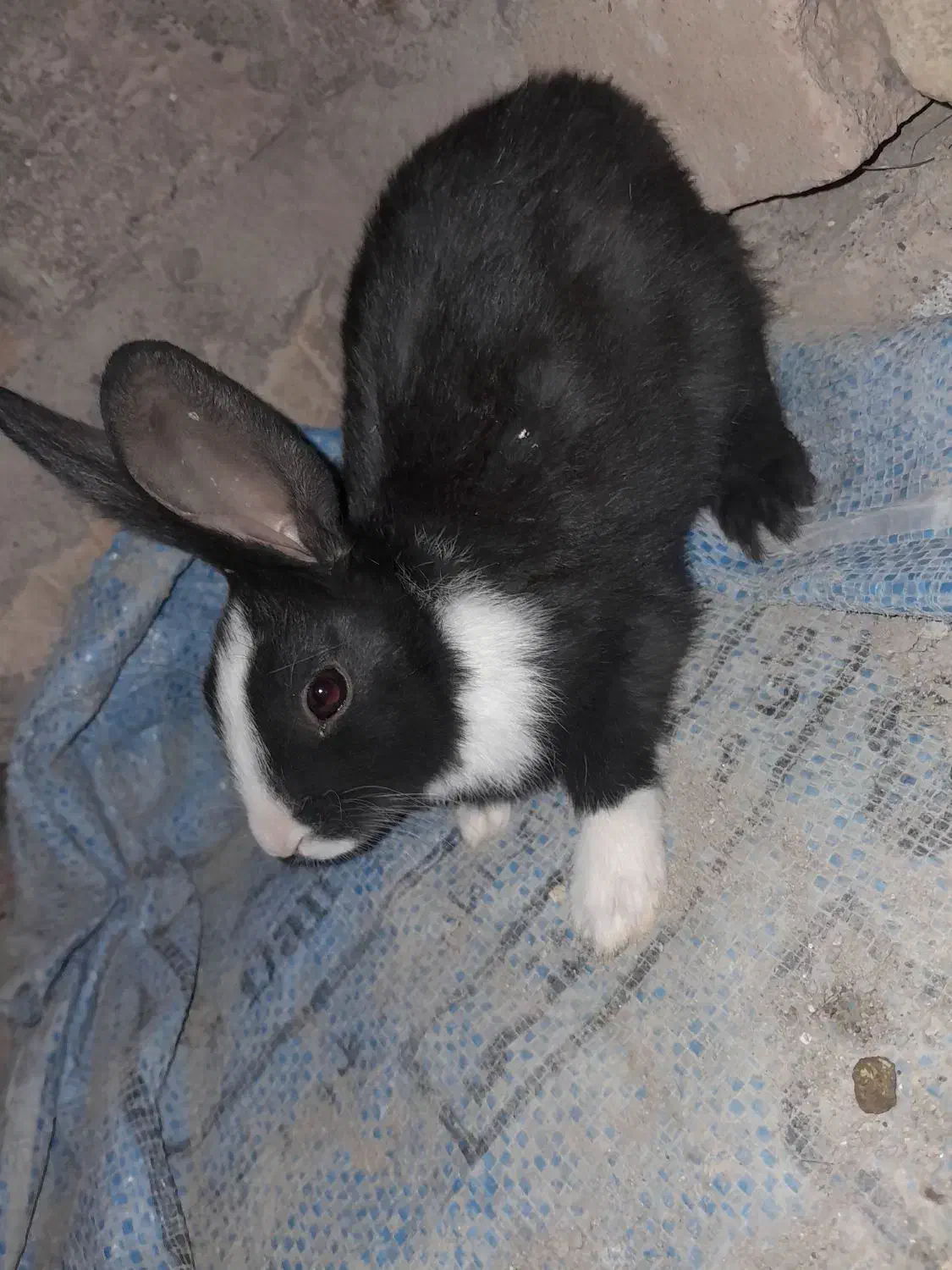 خرگوش خوشگل معاوضه ای|موش و خرگوش|خاش, |دیوار