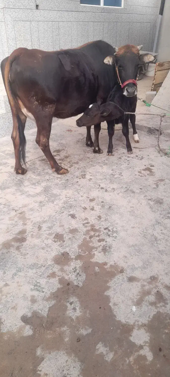 دام|حیوانات مزرعه|ارمند, |دیوار