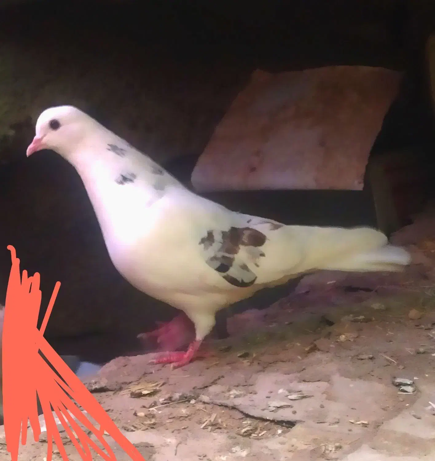 تهران سلام|بدلیجات|تهران, زعفرانیه|دیوار