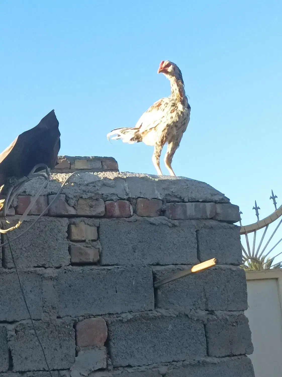 فروشی 9تا گوچ نسل دار|حیوانات مزرعه|سراوان, |دیوار