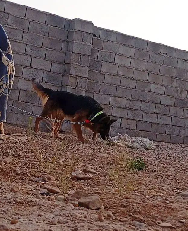 سگ نگهبان|سگ|زرند, |دیوار