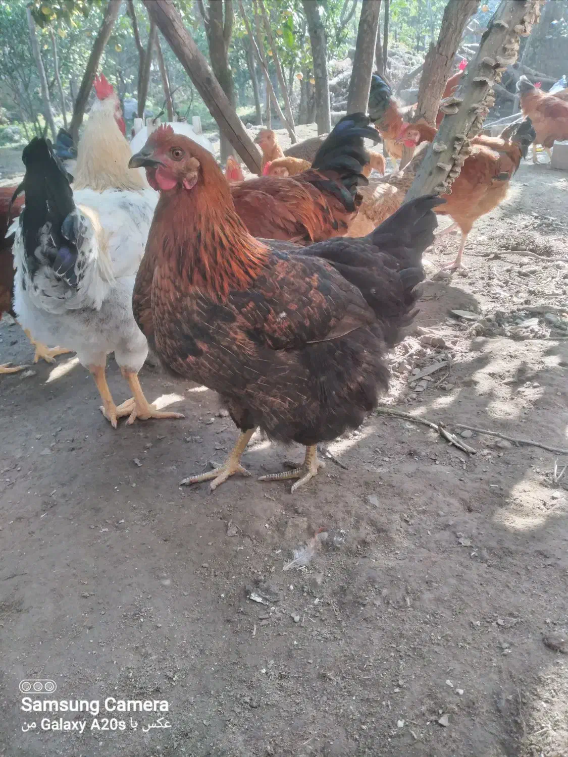 فروش مرغ تازه به تخم اومده|حیوانات مزرعه|کلارآباد, |دیوار