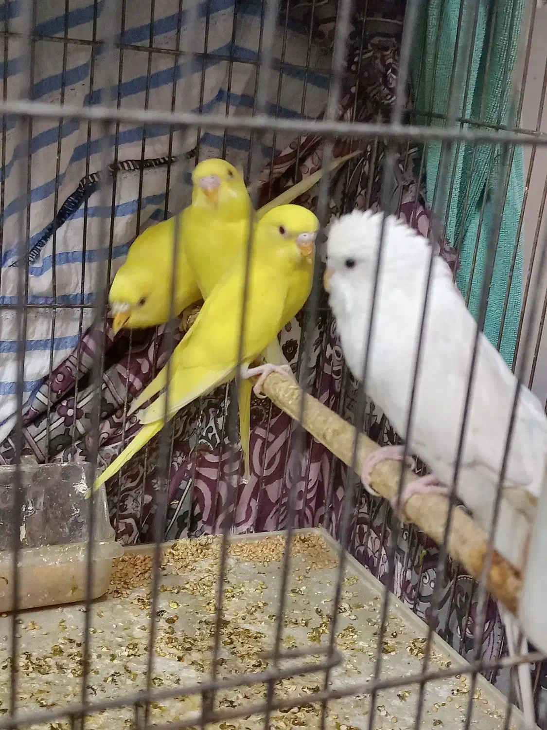 یک جفت مرغ عشق مولد با 4 عدد جوجه|پرنده|اقلید, |دیوار