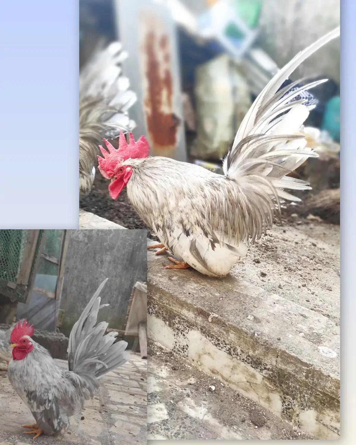 خروس جاپنیز بلو کف خواب|حیوانات مزرعه|رشت, دخانیات|دیوار