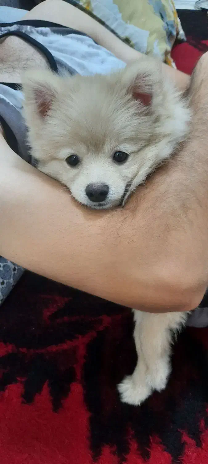 سگ پامر نر ۵ماهه|سگ|ساوه, |دیوار