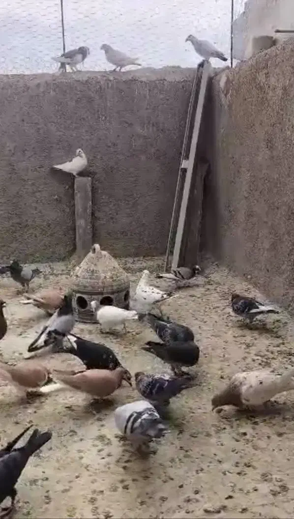 کبوتر پلاکی|پرنده|شیراز, شهرک مهدیآباد|دیوار