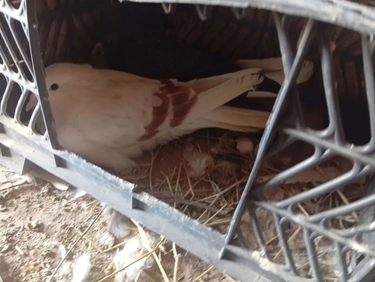 کفتر رفتنی|پرنده|بستان آباد, |دیوار