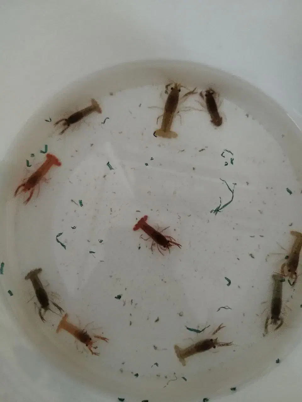 انواع ماهی آکواریوم (سالن تکثیر)|ماهی|تبریز, |دیوار