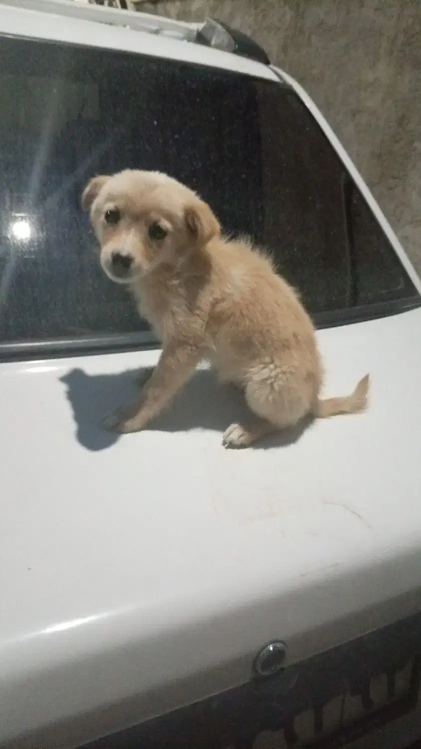 سگ اشپیتز|سگ|جویم, |دیوار