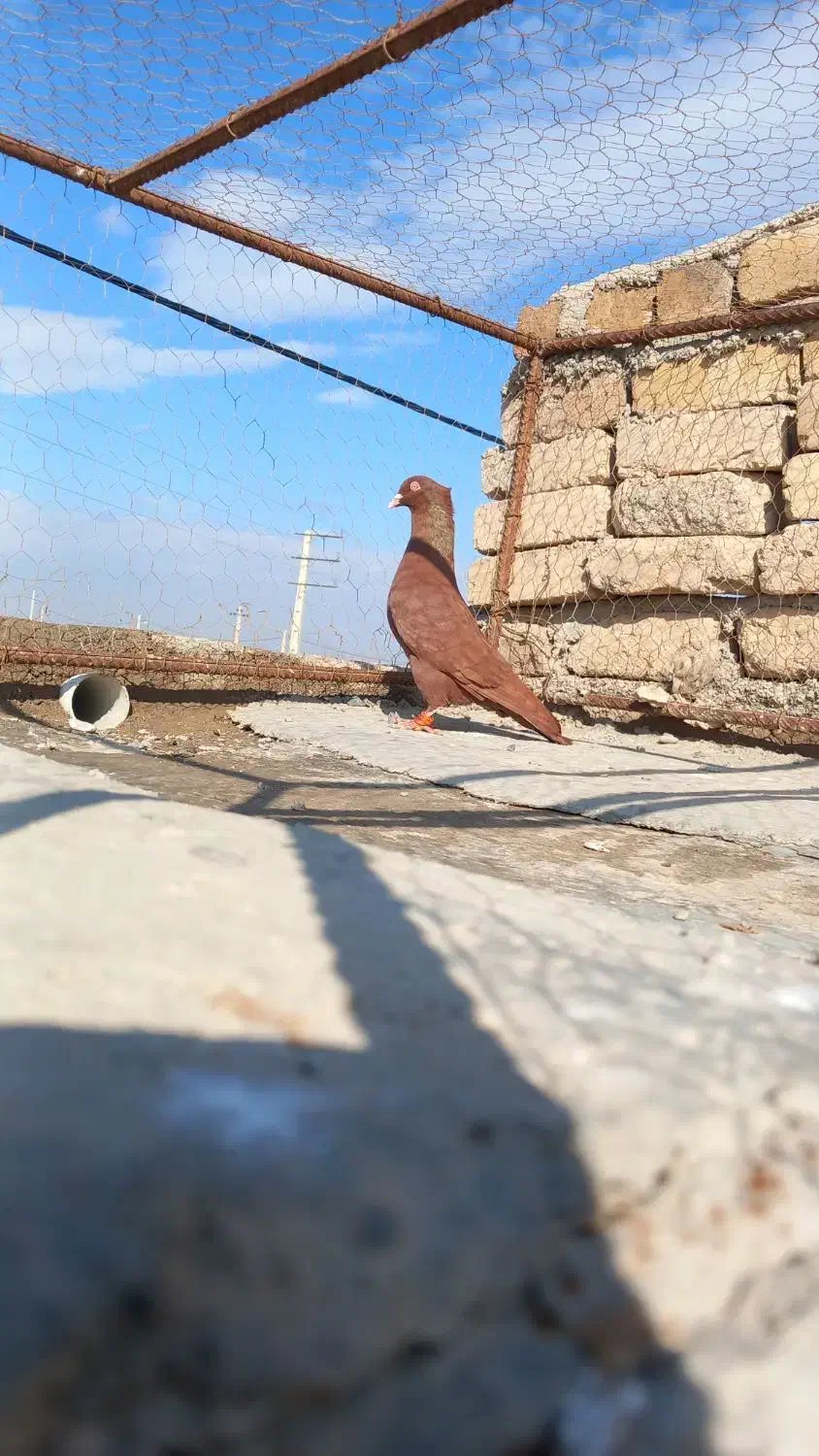 کبوتر سرخ نر کاکلی و یهودی سیاه نر|پرنده|دشتابی, |دیوار