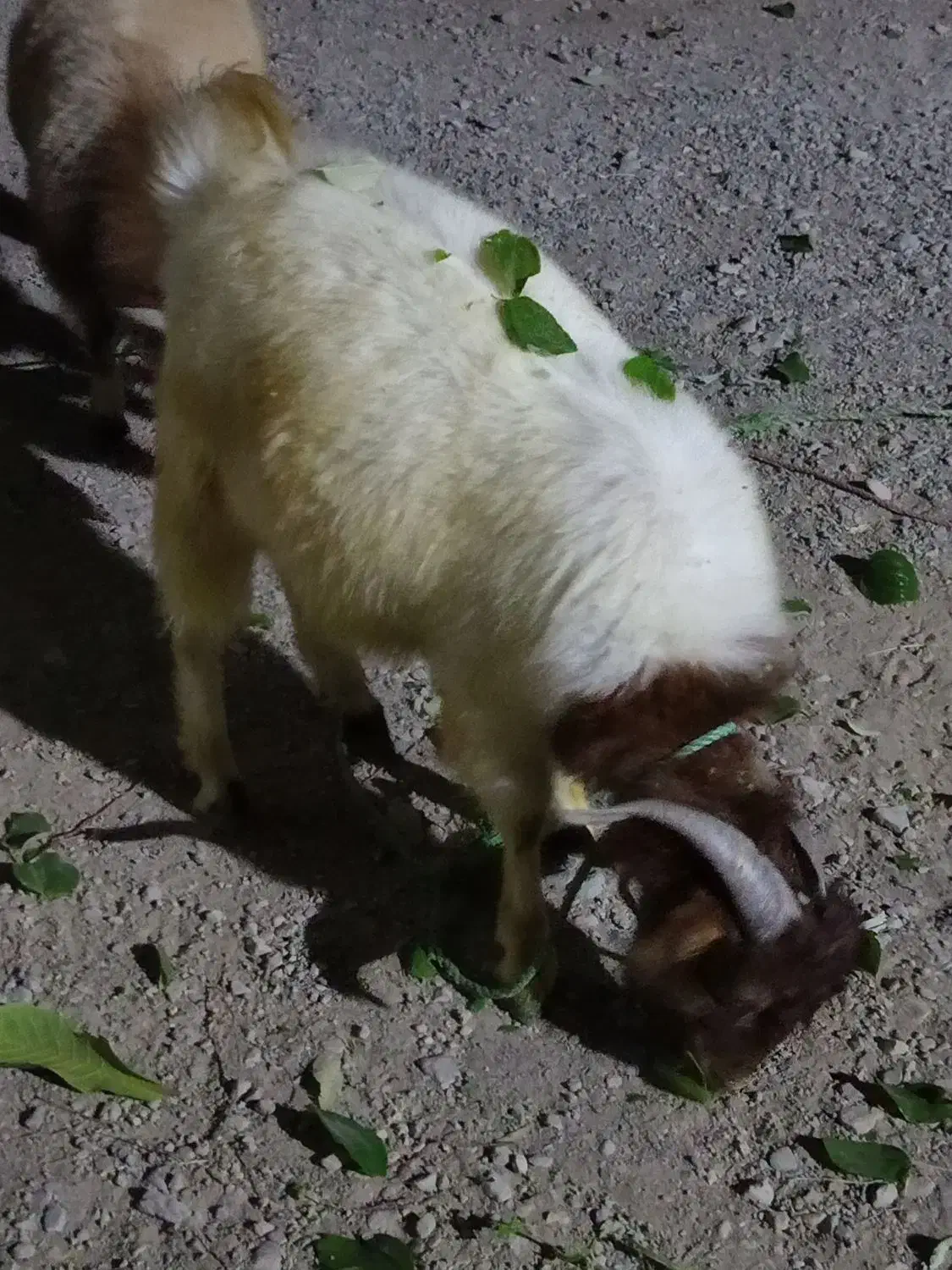 کهر نر به فروش میرسد پیوی در خدمتم|حیوانات مزرعه|حاجی آباد, |دیوار