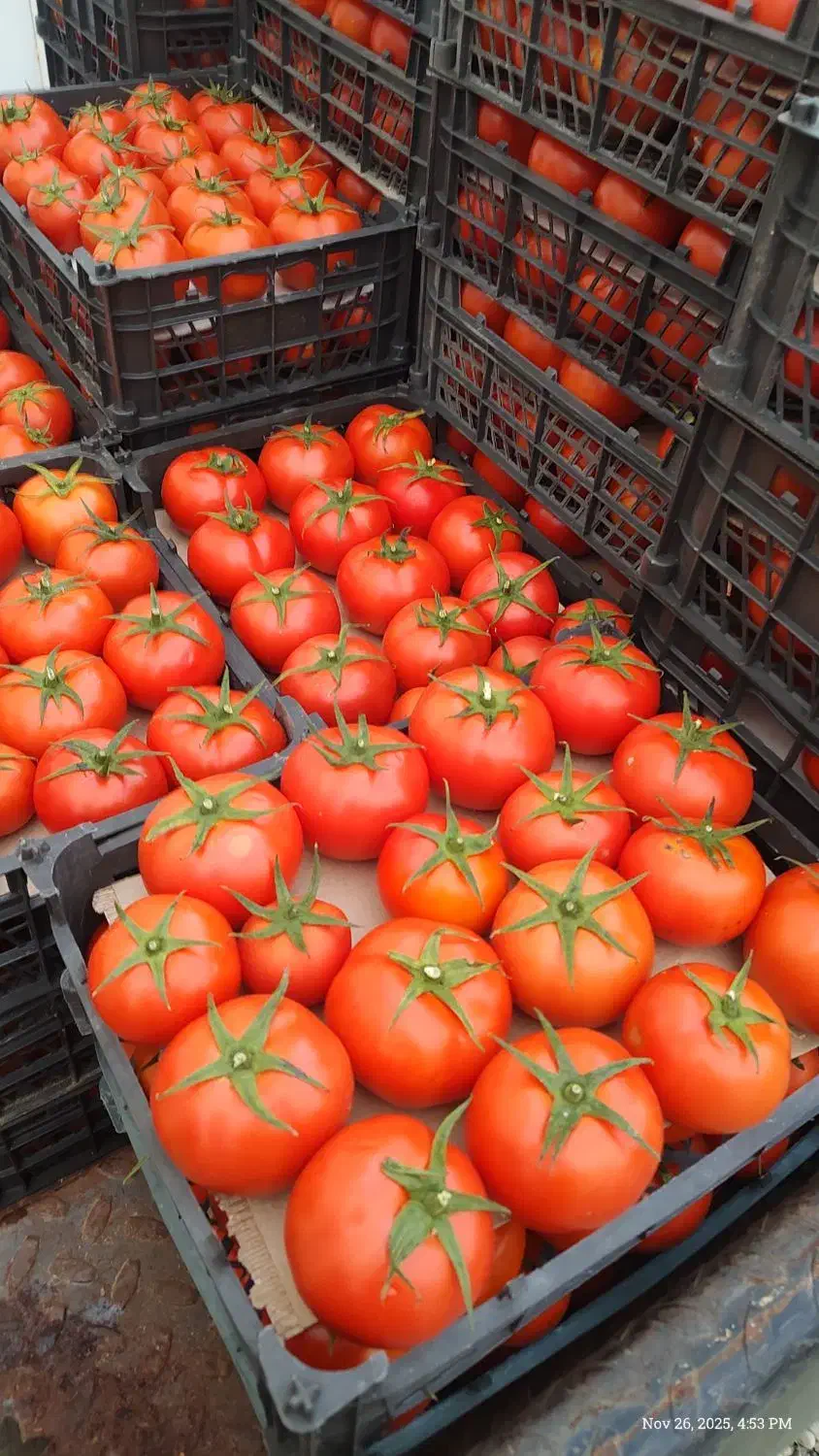 گوجه‌فرنگی گلخانه‌ای|خدمات باغبانی و درختکاری|هشتگرد, فاز ۳ مهستان|دیوار