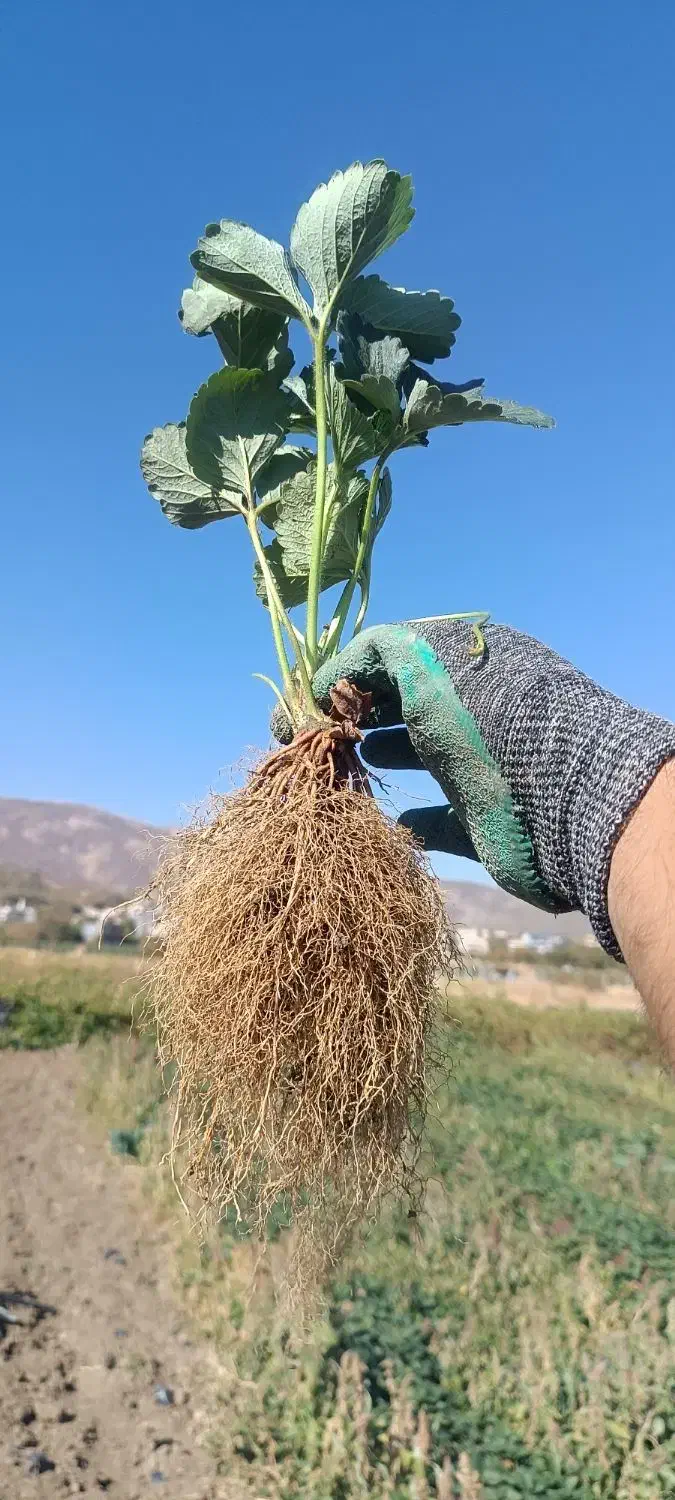 فروش نشاء توت فرنگی|خدمات باغبانی و درختکاری|مریوان, |دیوار