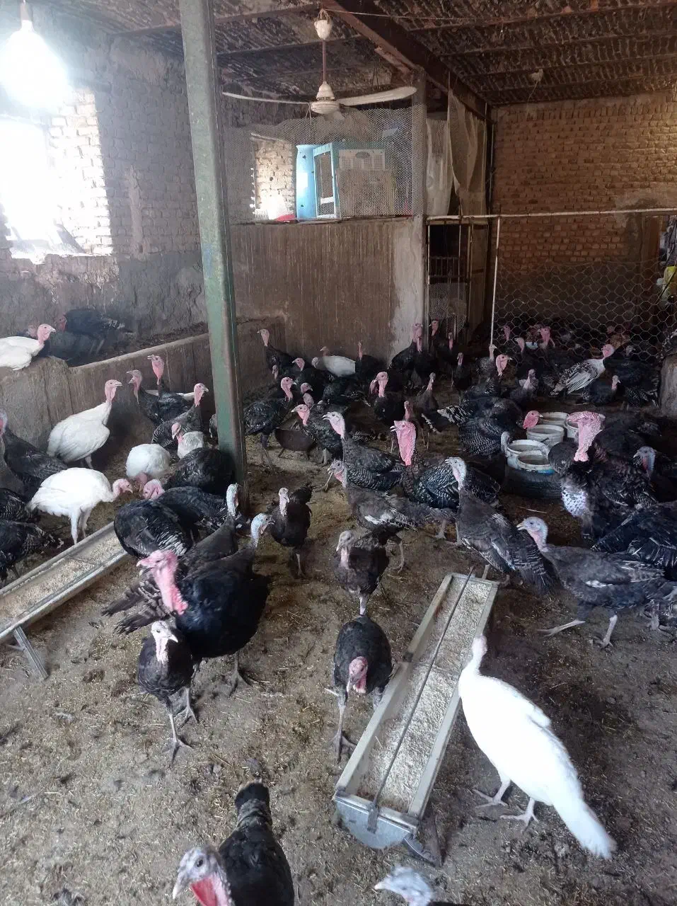 بوقلمون 5و6ماهه برنز اصل امریکا نژاد سنگین مقاوم|حیوانات مزرعه|فیروزه, |دیوار