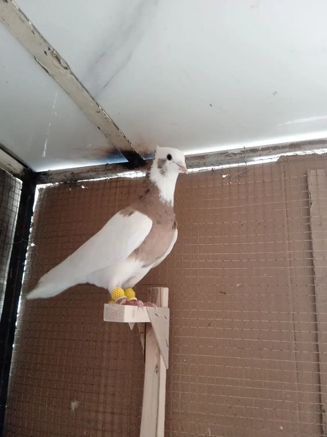 کبوتر،طوق زرد،خال سیاه|پرنده|شیراز, سعدیه شمالی|دیوار