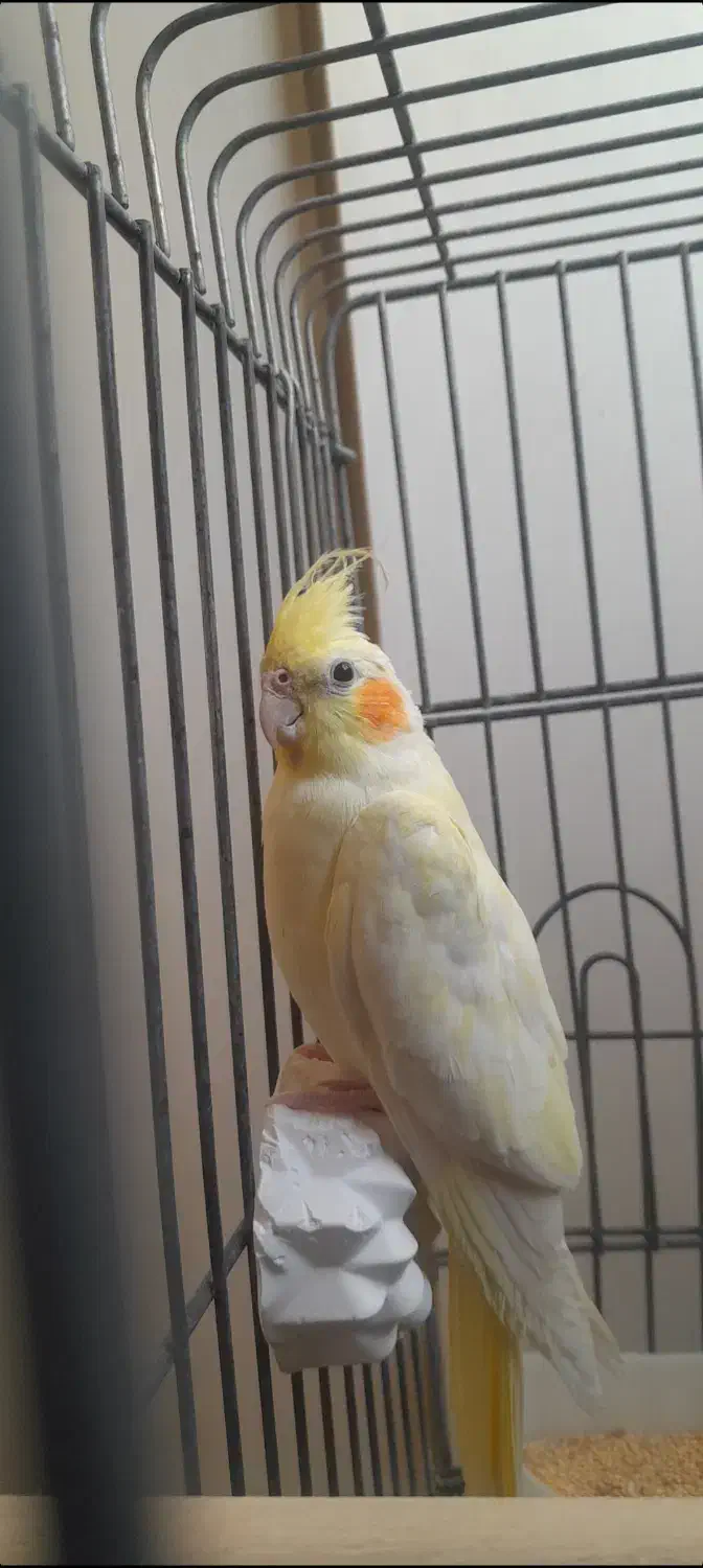 یک جفت عروس هلندی|پرنده|فیروزکوه, |دیوار