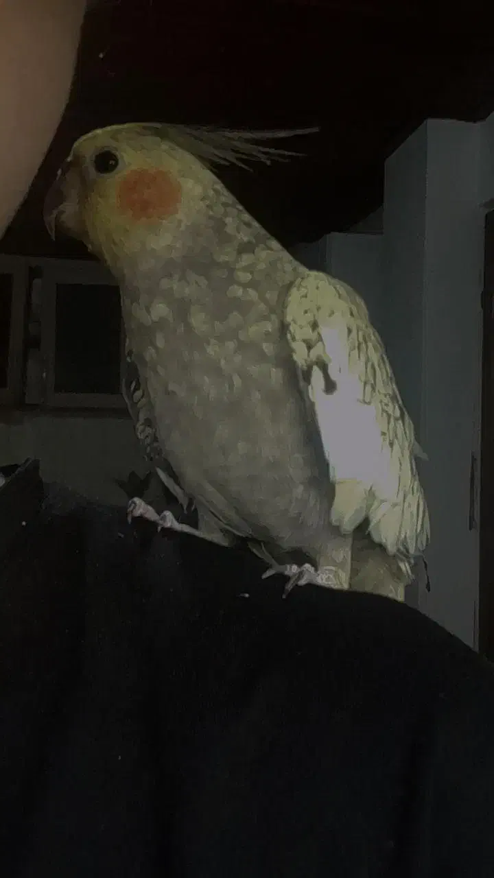 دو عروس هلندی|پرنده|لاهیجان, بوجایه|دیوار