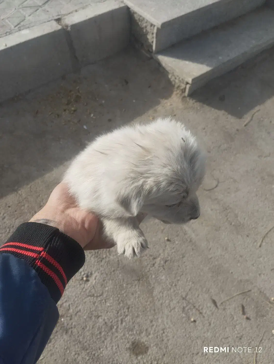 توله اشپیتز|سگ|اصفهان, گورت|دیوار