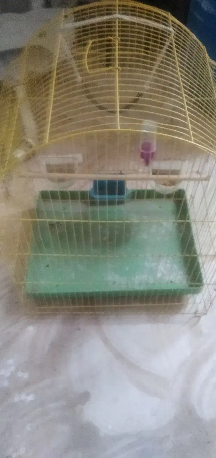 قفس پرنده|لوازم جانبی حیوانات|سلماس, |دیوار