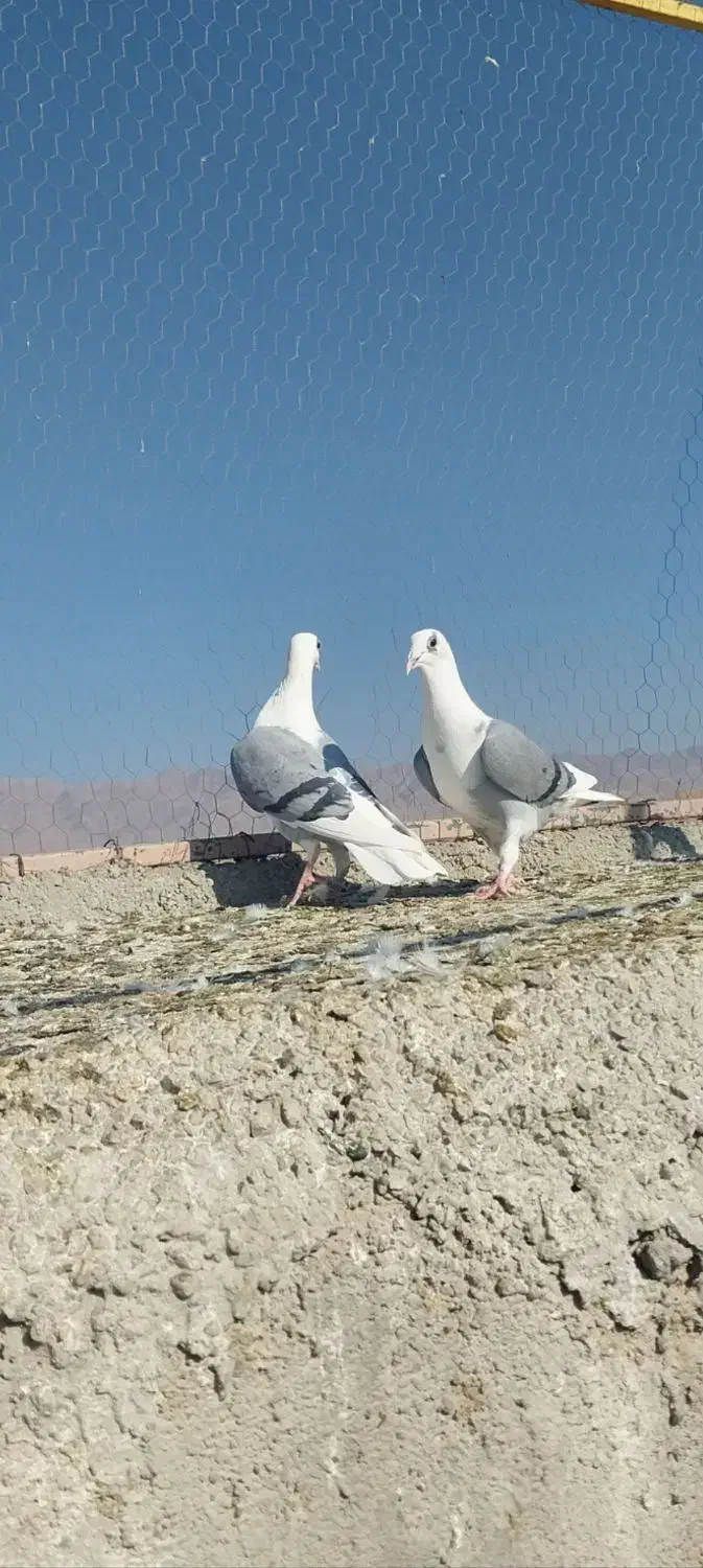 پشت گراف ماده|پرنده|رادکان, |دیوار