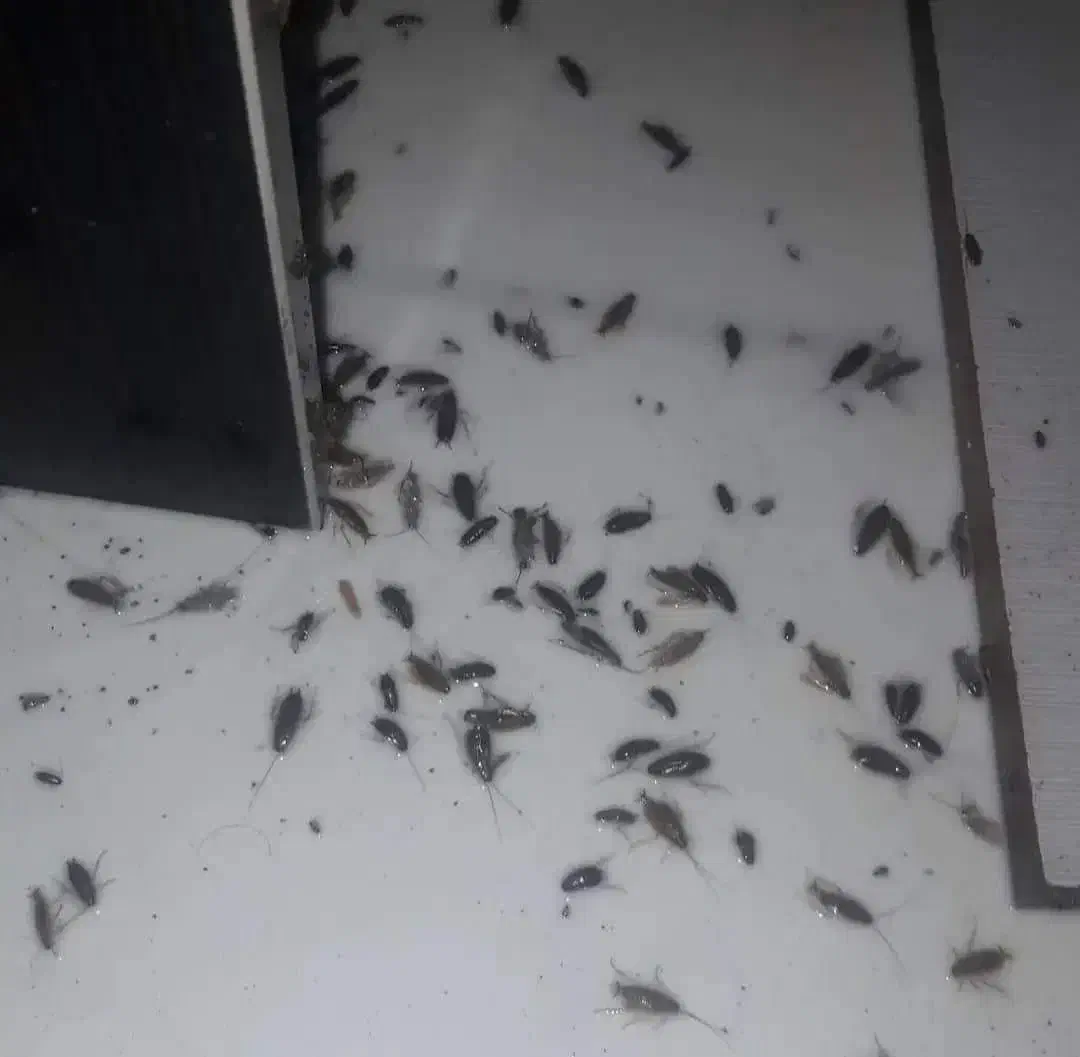 سمپاشی موریانه، سمپاشی سوسک،سمپاشی موش سم پاشی ساس|خدمات نظافت|اصفهان, احمدآباد|دیوار