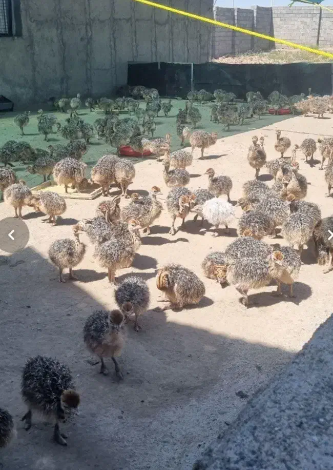 جوجه شتر مرغ واکسن خورده|حیوانات مزرعه|تهران, حکمت|دیوار