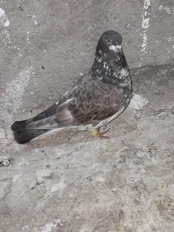 ۵۵۰|پرنده|شیروان (خراسان), |دیوار