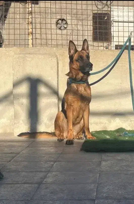 سگ ژرمن|سگ|همدان, |دیوار