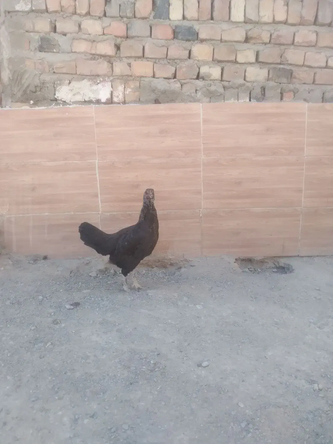 مرغ|حیوانات مزرعه|خاش, |دیوار