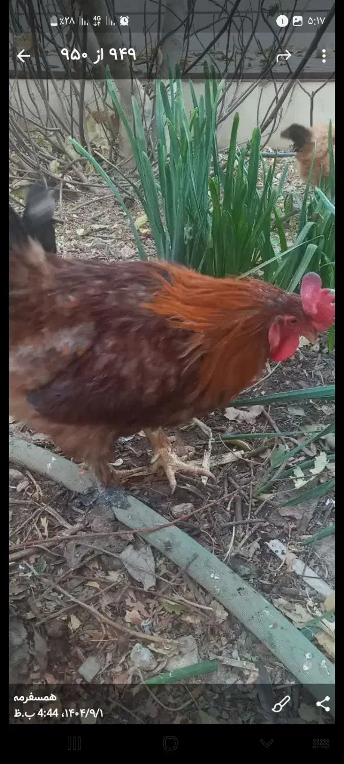 فروش خروس برهما|حیوانات مزرعه|اردکان, |دیوار