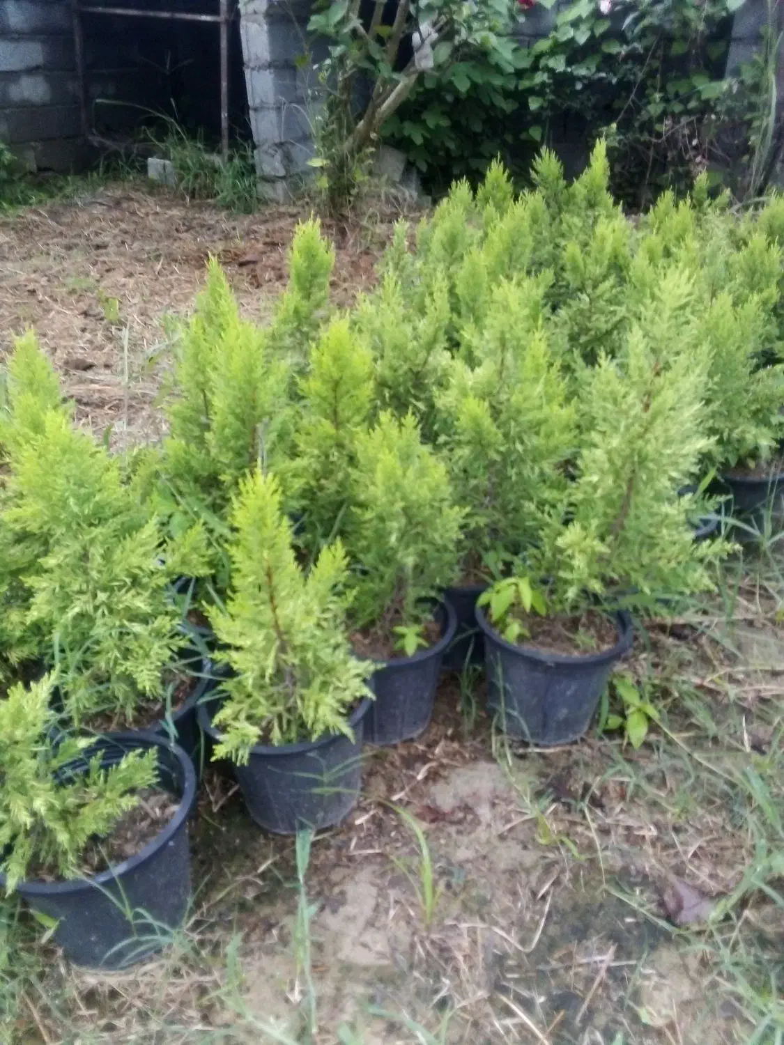 گلدان پلاستیکی 4|عمده‌فروشی|نوشهر, |دیوار