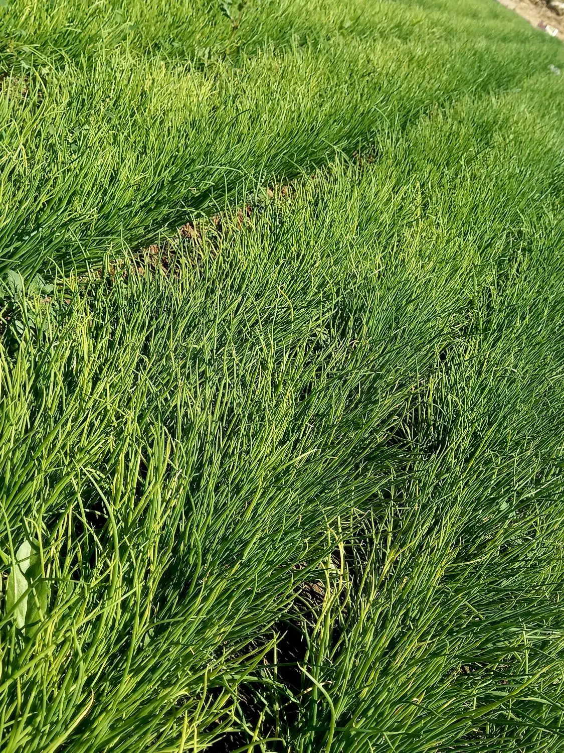 نشاپیاز سفیدو زرد|گل و گیاه طبیعی|جیرفت, |دیوار