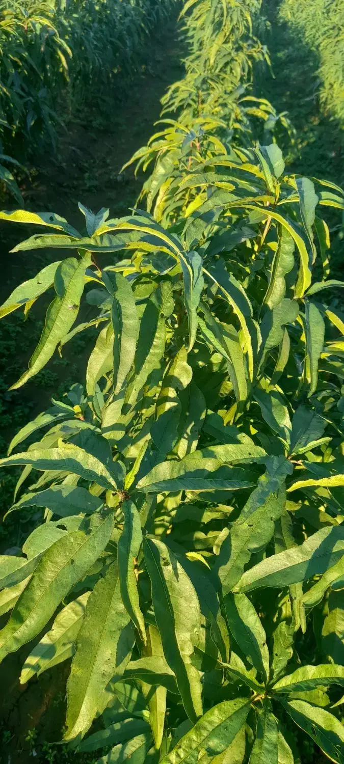 فروش نهال شلیل وبادام درختی وزرد آلو|خدمات باغبانی و درختکاری|پارسآباد, |دیوار