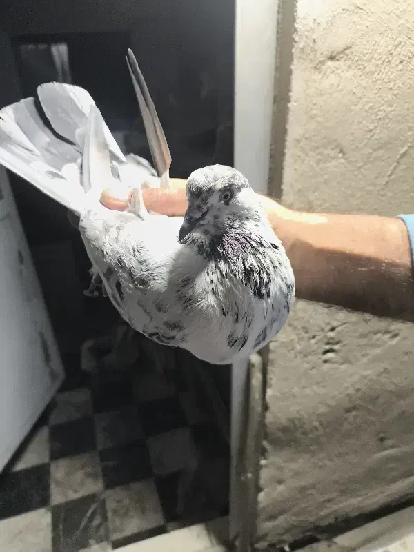 یک عدد دست بر قوچی|پرنده|تهران, افسریه جنوبی|دیوار