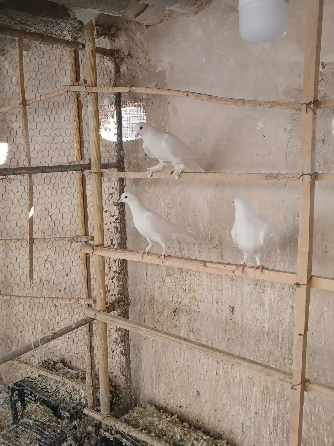 کفتر|پرنده|قم, چهار مردان|دیوار