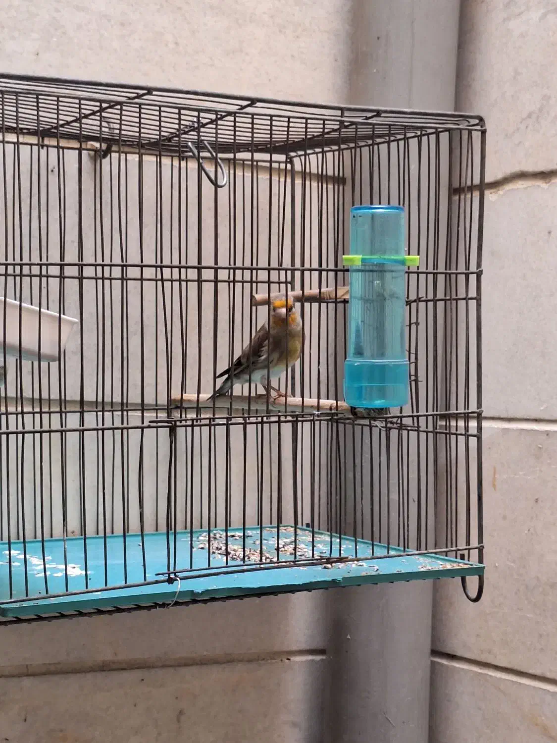 سره قناری|پرنده|تهران, پرستار|دیوار