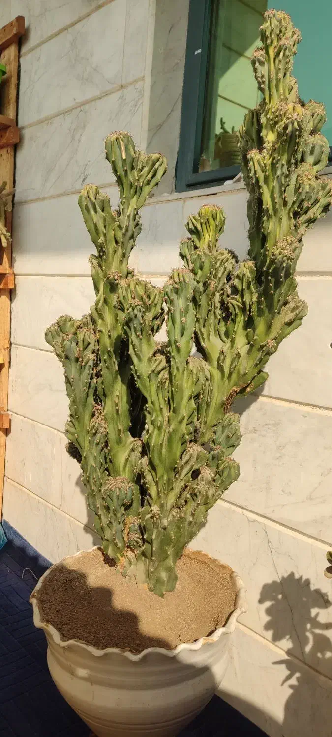 کاکتوس صخره‌ای پر ۷۵ سانتی فوق‌العاده پر و خاص|گل و گیاه طبیعی|قرچک, باقرآباد|دیوار