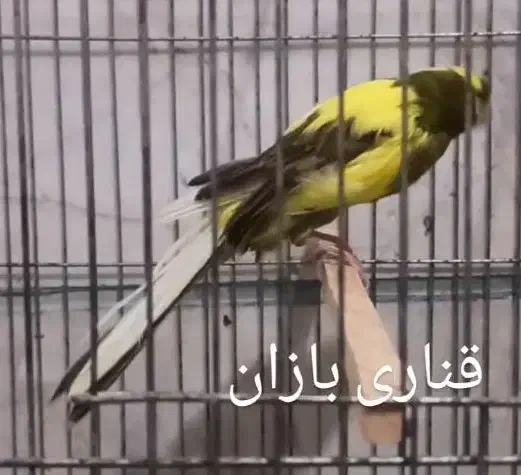 قناری رسمی بلند|پرنده|ری, اقدسیه|دیوار