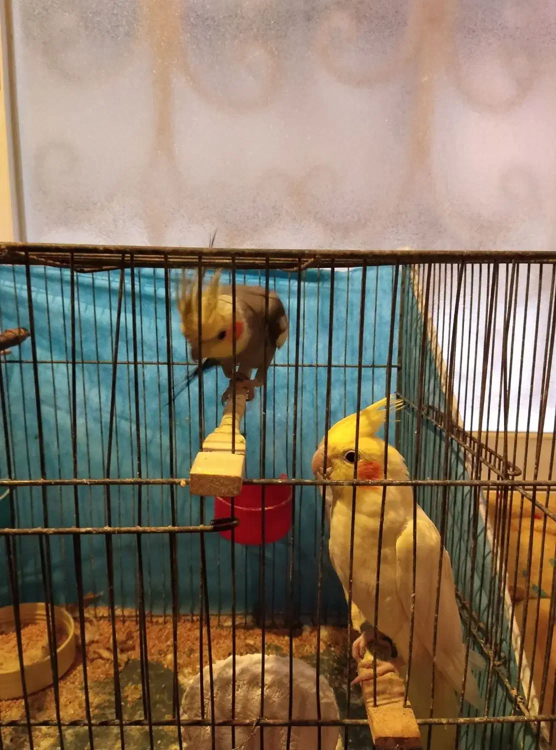 عروس هلندی کار داده|پرنده|آمل, |دیوار