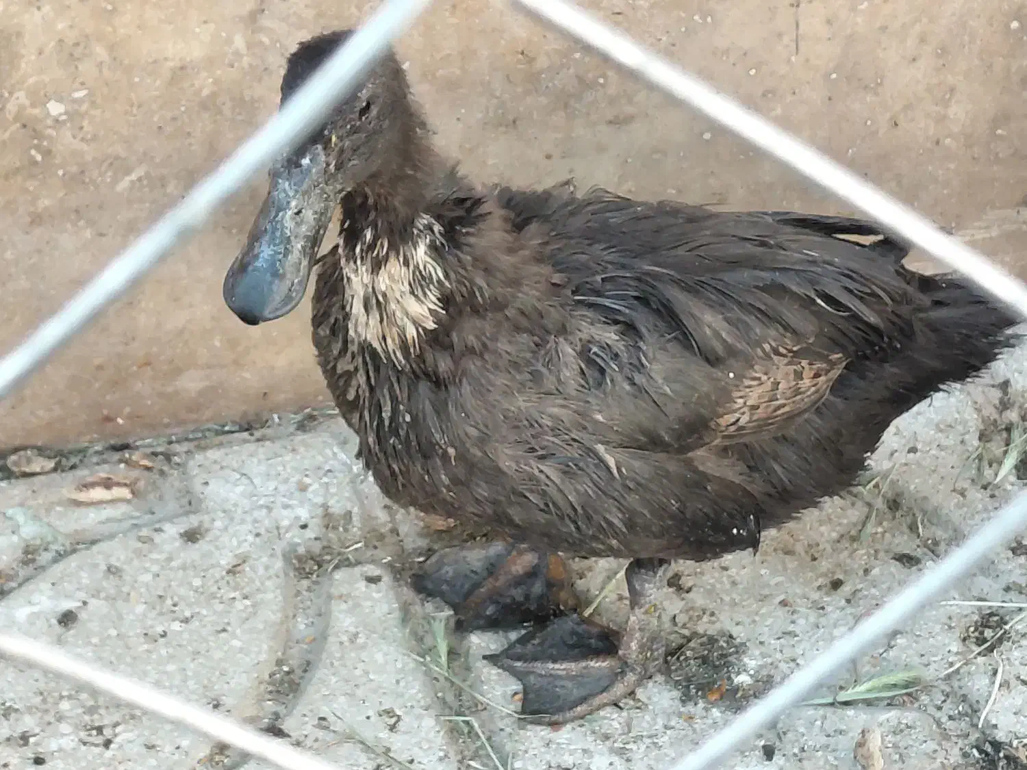 اردک|حیوانات مزرعه|گرمسار, |دیوار